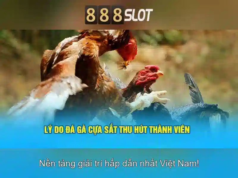 Kết luận và khuyến mãi