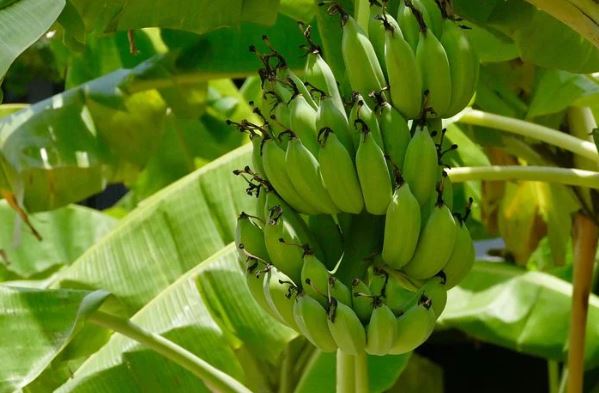 바나나잎 효능 및 부작용